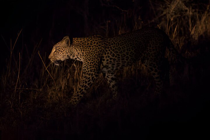 Kvällssafari i Pilanesberg från Sun City