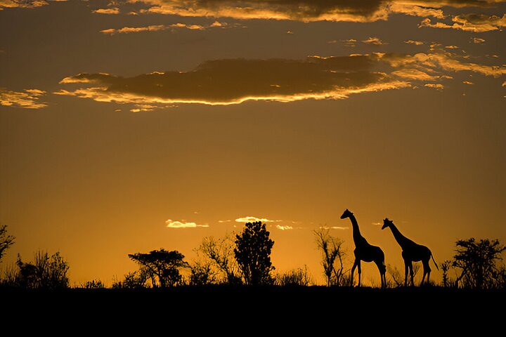 Kvällssafari i Pilanesberg från Sun City