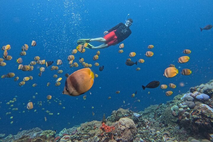 All Inclusive: Schnorcheln in der Blauen Lagune von Bali, Mittagessen und Transport