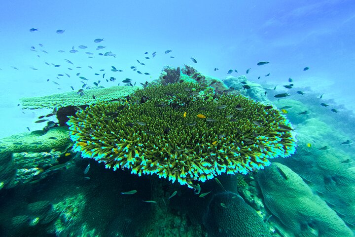 Snorkeltrip 5 Island Tour rond Koh Tao en Koh Nang Yuan