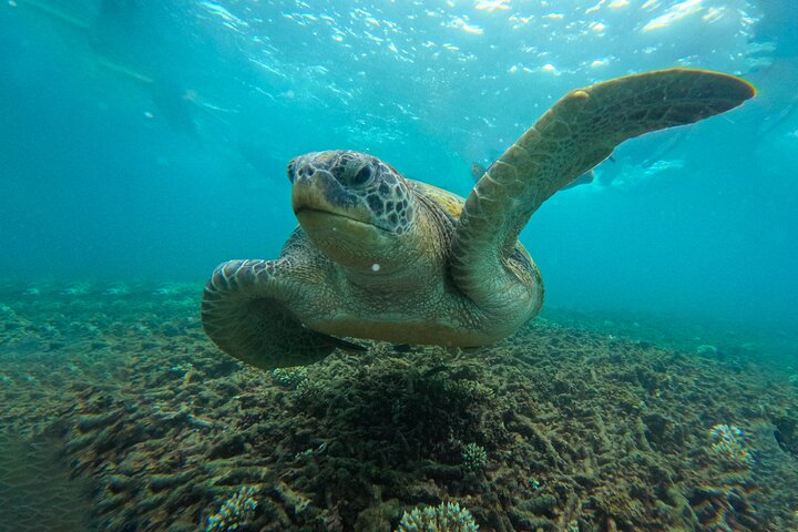Snorkeltrip 5 Island Tour rond Koh Tao en Koh Nang Yuan
