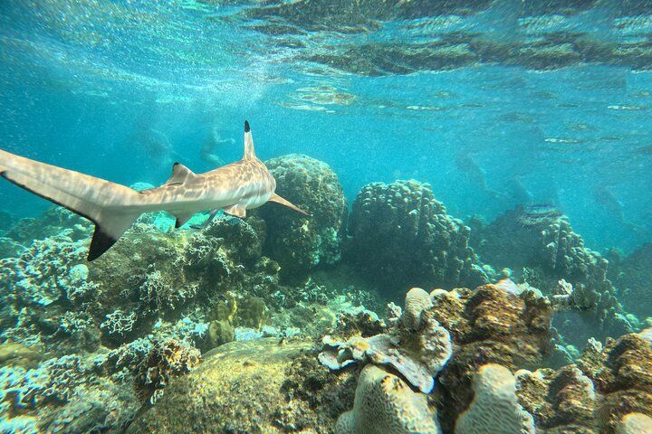 Snorkeltrip 5 Island Tour rond Koh Tao en Koh Nang Yuan