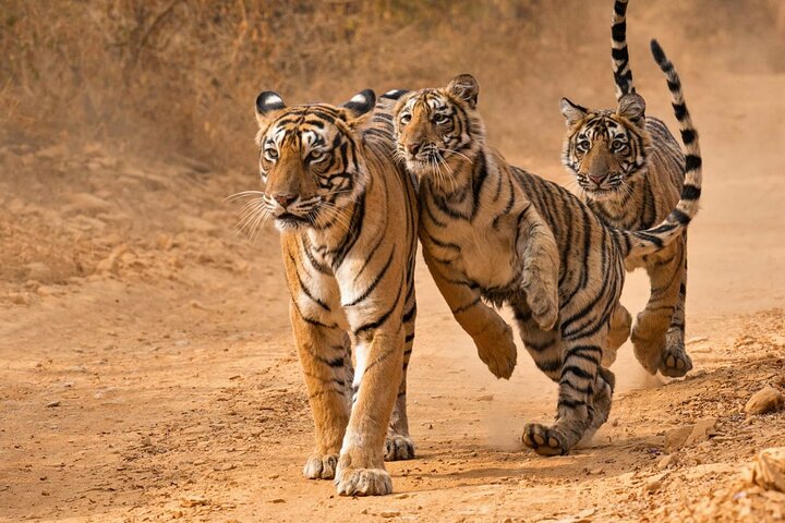 Safari Ranthambore avec Canter ou Gypsi