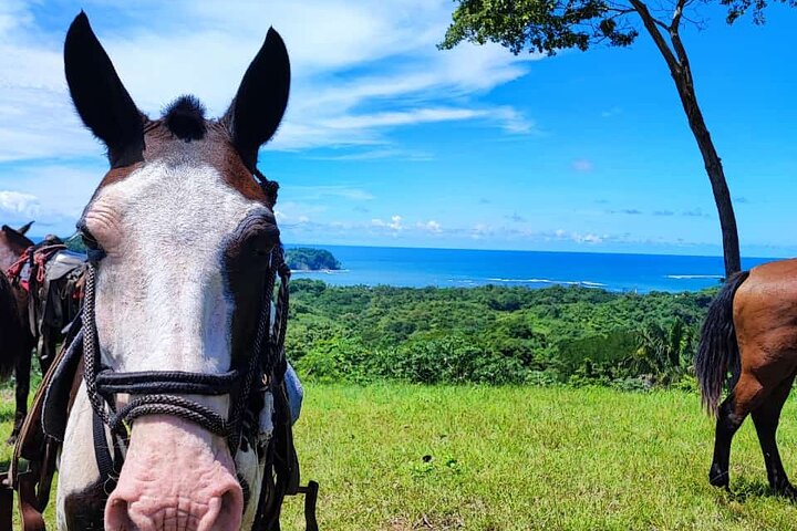 Balade à cheval à Puerto Carrillo : Plage & Jungle