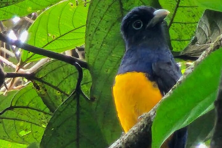 Amazon Jungle & Baños Adventure City: 4 dias de natureza e vida selvagem