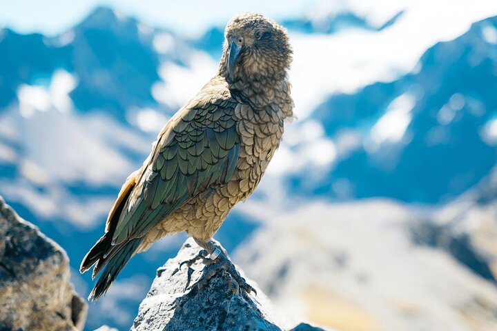 Excursiones en tierra de Timaru, Tour privado, Aoraki Adventure