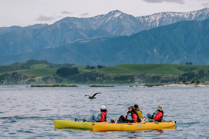Excursión privada en kayak para ver focas y vida salvaje en Kaikoura