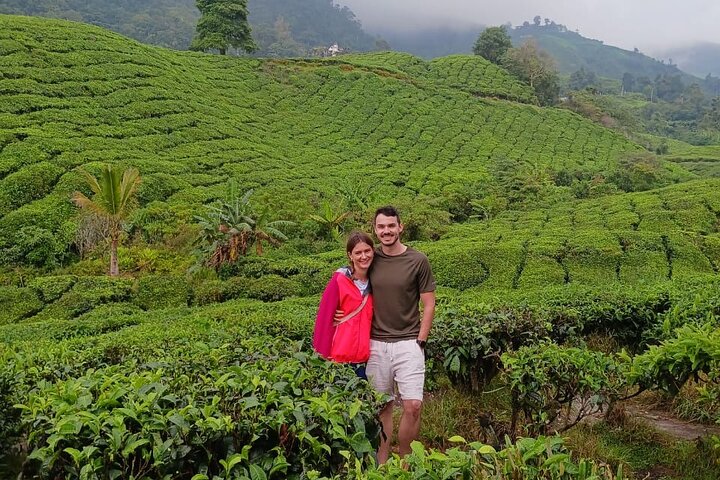 Cameron Highland Tour privato di un giorno da Ipoh
