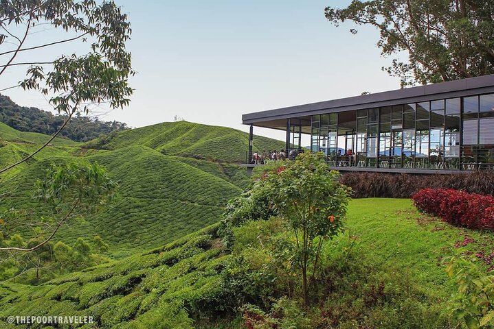 Cameron Highland Tour privato di un giorno da Ipoh