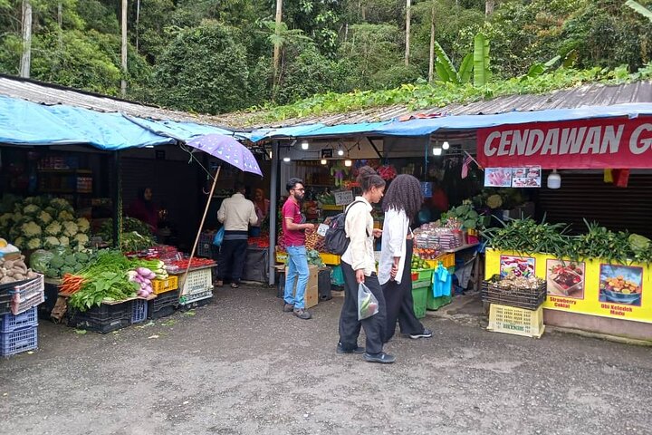 Cameron Highland Tour privato di un giorno da Ipoh