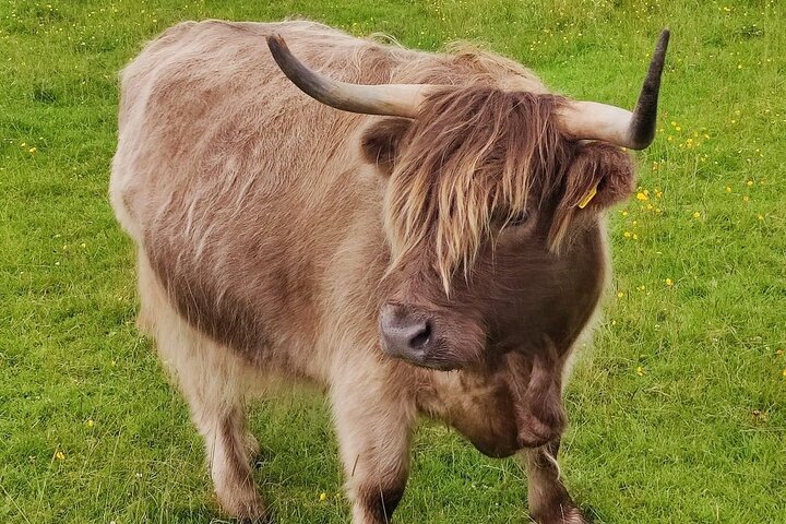 Loch Ness, cawdor castle, inverness, Culloden slagmark og mere fra invergordon