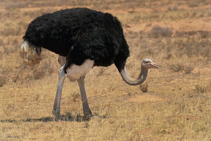 Fantastisk Safari på Game Reserve i Kapstaden - se Big5