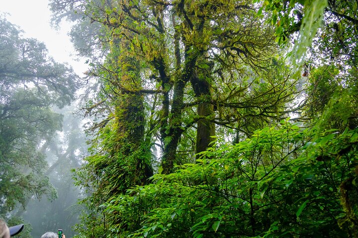 Doi Inthanon nasjonalpark, fossefall og Royal Project Day Tour fra Chiang Mai