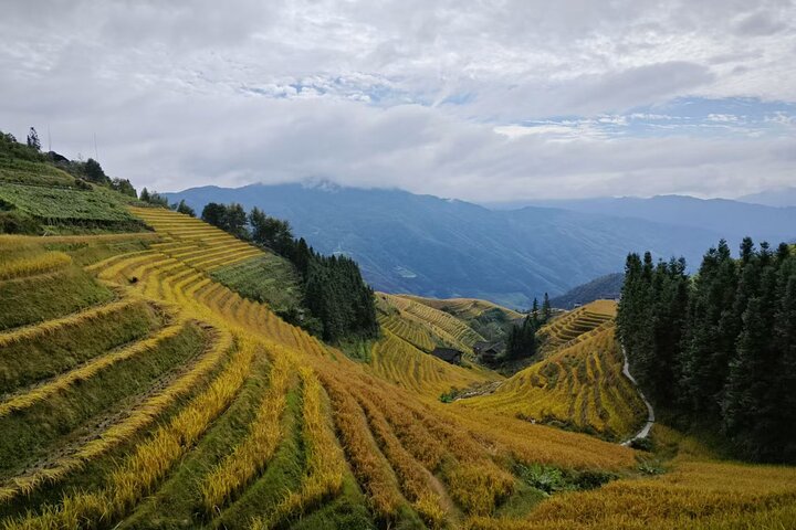 Terrazze di riso Longji con tour privato di un giorno al Minority Village