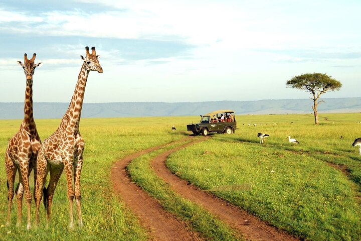 Tala Game Reserve og Natal Park Halvdagstur fra Durban