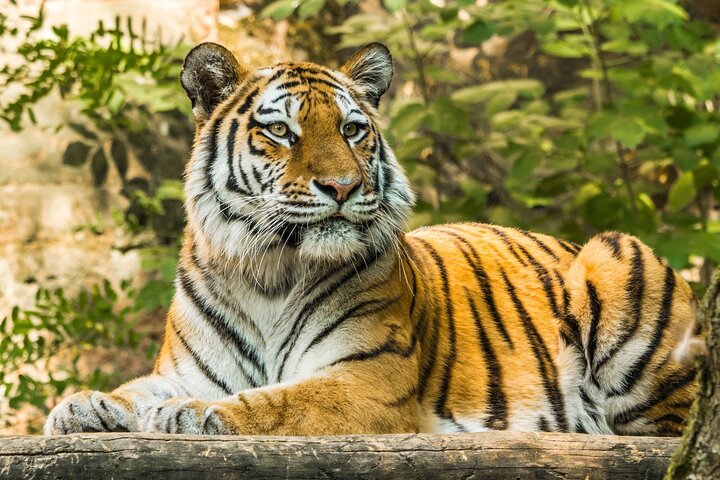 Ranthambore - Partager Safari Tigre Dans Canter Ou Gitan Véhicule
