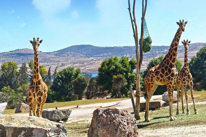 Excursão Safari pela África saindo de Puebla