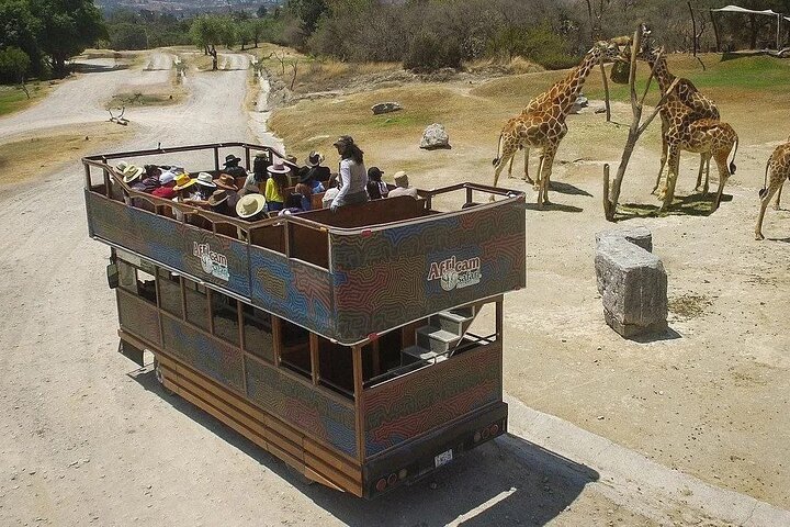 Excursão Safari pela África saindo de Puebla