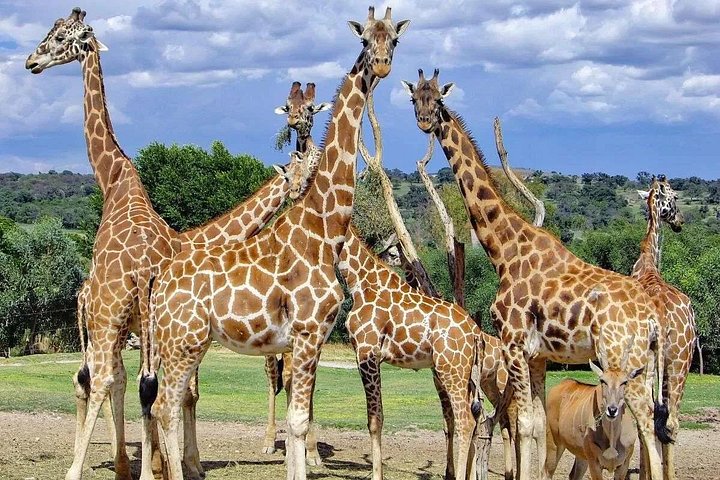 Excursão Safari pela África saindo de Puebla