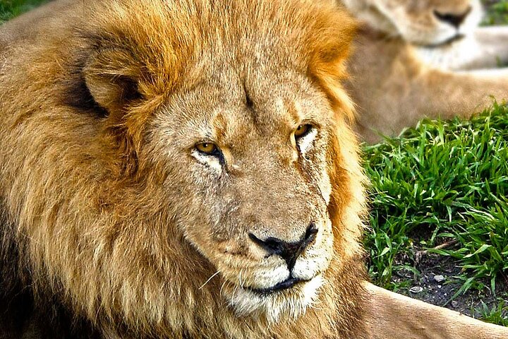 Excursão Safari pela África saindo de Puebla