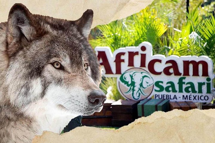 Excursão Safari pela África saindo de Puebla