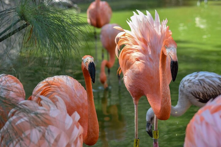 Excursão Safari pela África saindo de Puebla