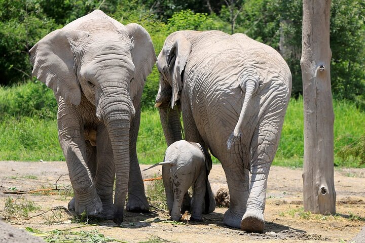 Excursão Safari pela África saindo de Puebla