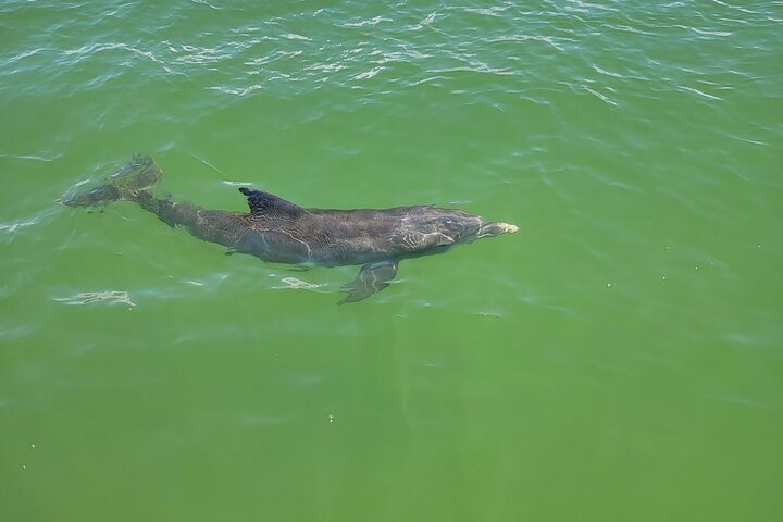 Hoteller i nærheden af Fort Myers Beach Sunset and Dolphin Watching Cruise