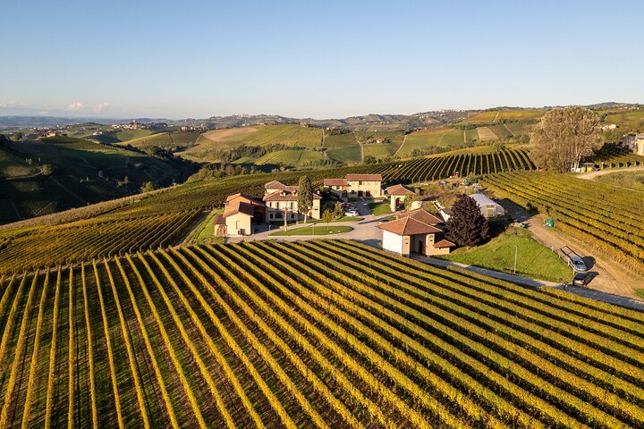 Dégustation de Barolo et visite des vignobles