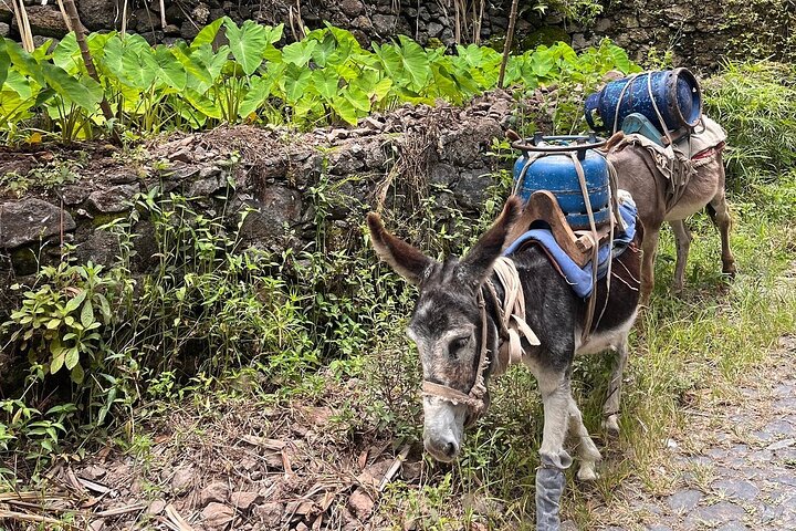 Excursión de un día a Santo Antão en coche – Explore los lugares más destacados de la isla
