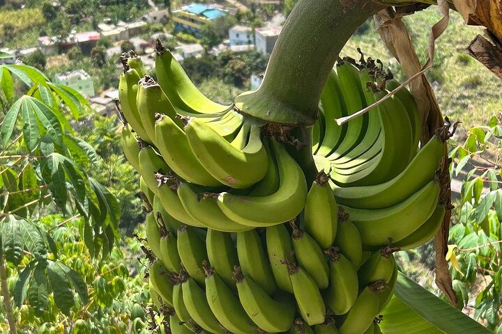 Excursión de un día a Santo Antão en coche – Explore los lugares más destacados de la isla