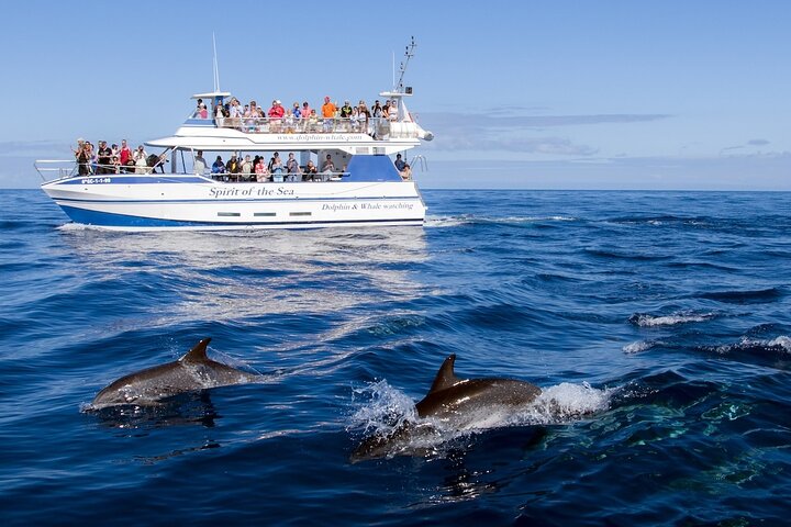 Spirit of the Sea: Cetacean sighting in Gran Canaria