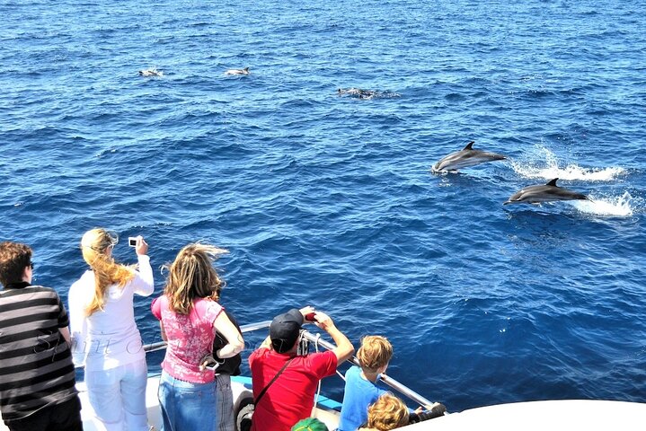 Spirit of the Sea: Cetacean sighting in Gran Canaria
