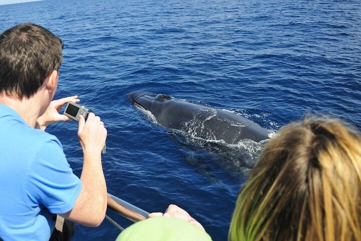 Spirit of the Sea: Cetacean sighting in Gran Canaria