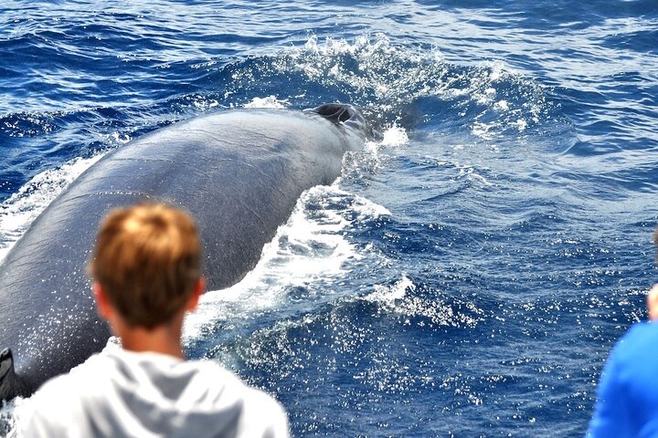 Spirit of the Sea: Cetacean sighting in Gran Canaria