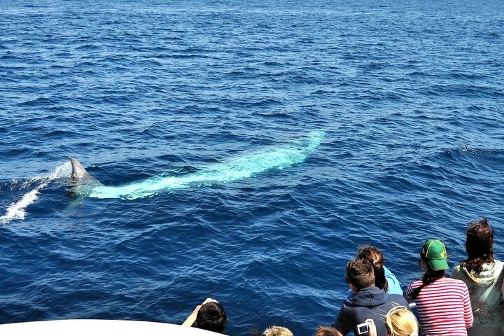 Spirit of the Sea: Cetacean sighting in Gran Canaria