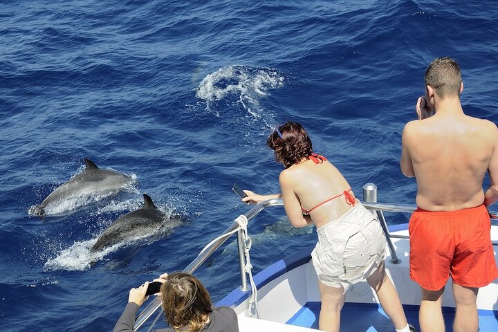 Spirit of the Sea: Cetacean sighting in Gran Canaria