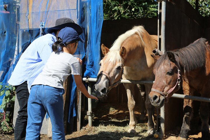 Experiencia privada de interacción con caballos cerca del Monte Fuji