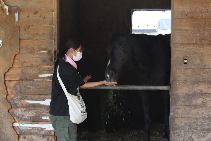 Experiencia privada de interacción con caballos cerca del Monte Fuji