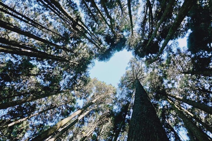 Excursión de un día al bosque nacional Alishan desde Taichung con recogida en el hotel