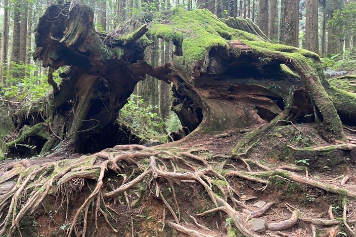 Excursión de un día al bosque nacional Alishan desde Taichung con recogida en el hotel