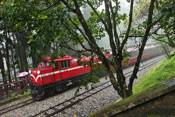 Excursión de un día al bosque nacional Alishan desde Taichung con recogida en el hotel