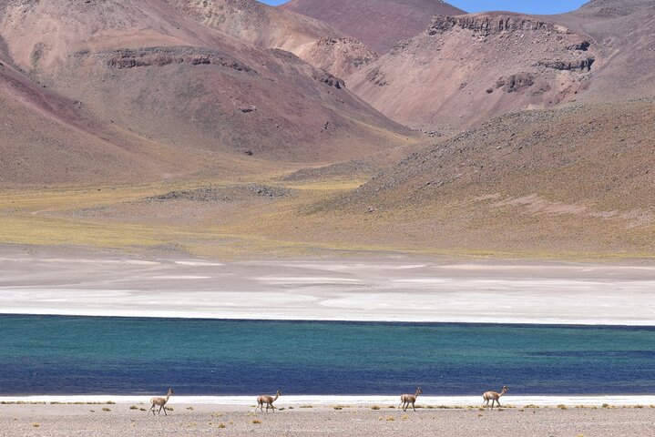 Tour di un'intera giornata Piedras Rojas Lagune Altiplaniche Laguna di Chaxa