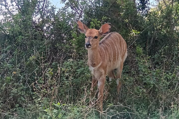 Passeio guiado pelo Kragga Kamma Game Park Safari em Port Elizabeth