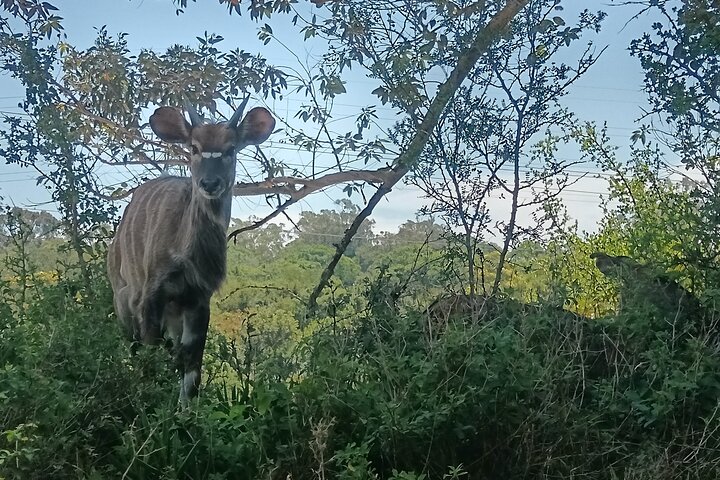 Passeio guiado pelo Kragga Kamma Game Park Safari em Port Elizabeth