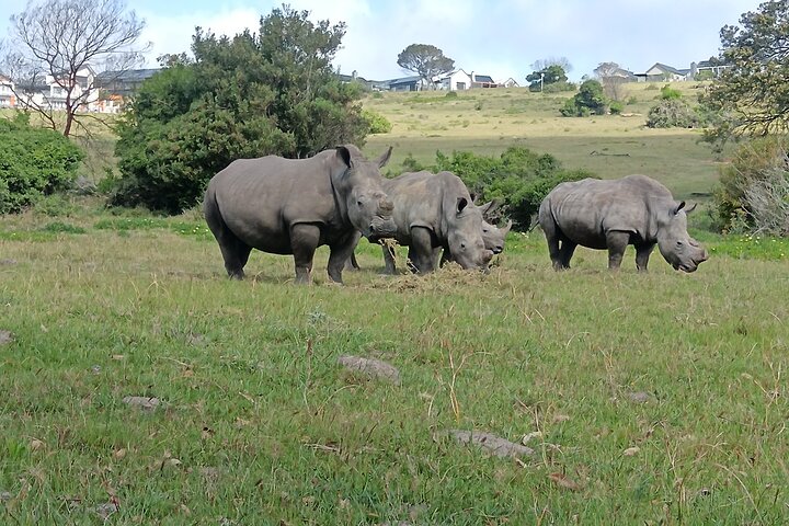 Passeio guiado pelo Kragga Kamma Game Park Safari em Port Elizabeth