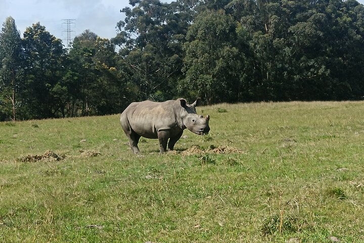 Passeio guiado pelo Kragga Kamma Game Park Safari em Port Elizabeth