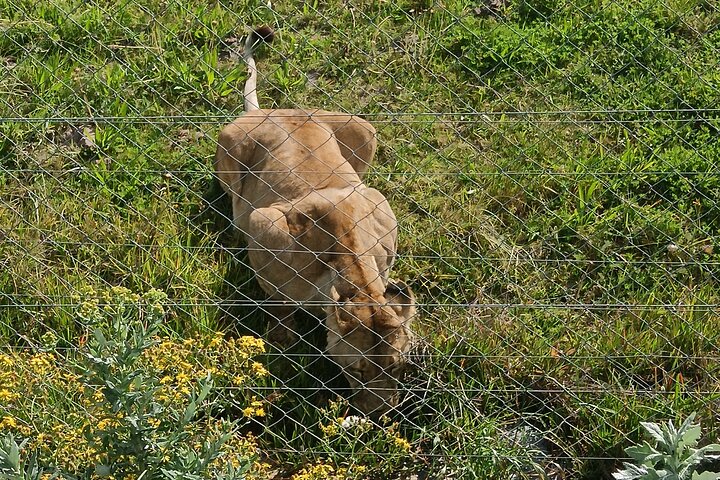 Passeio guiado pelo Kragga Kamma Game Park Safari em Port Elizabeth