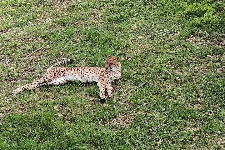 Passeio guiado pelo Kragga Kamma Game Park Safari em Port Elizabeth
