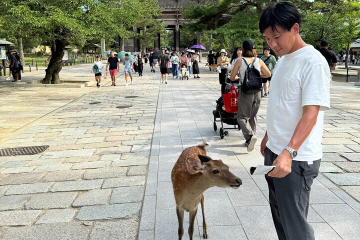 Nara: Excursão privada de meio dia por 4 pontos imperdíveis & Deer Park